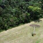 Taxa de desmatamento mundial caiu mais de 50% nos últimos 25 anos, diz FAO
