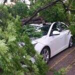 Vendaval derruba duas árvores sobre carros em Campo Grande, mas não deixa feridos