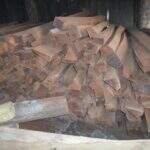 Fazendeira é multada em R$ 21 mil por exploração ilegal de madeira