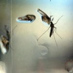 Registrado primeiro caso de transmissão de zika por sexo entre homens