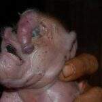 Anomalia: filhote de porco nasce com tromba em fazenda de MS