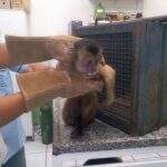 Macaco-prego leva choque na rede elétrica e fica ferido