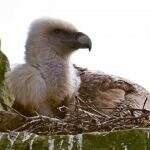 Zoológico alemão permite adoção de ovo por casal de abutres gays