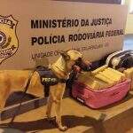 Vídeo: três são presos após cães identificarem bagagens com droga