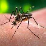 Dengue já é epidêmica no MS e em outros 11 Estados conforme boletim