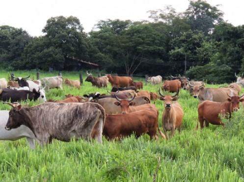 Pesquisa da UEMS sobre bovinos pantaneiros ganha destaque internacional na ONU
