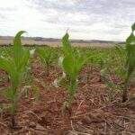Onda de calor e ausência de chuva preocupam produtores rurais de MS