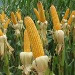 Em Mato Grosso do Sul, milho foi plantado em 96% das lavouras