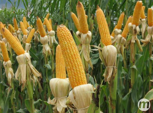 Em Mato Grosso do Sul, milho foi plantado em 96% das lavouras