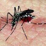 Quase metade da população mundial pode contrair malária, afirma OMS