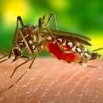 Câmara debaterá políticas de combate a dengue, chikungunya e zika