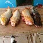 Por quatro peixes, pescadores irregulares são multados em R$ 1,8 mil