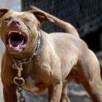 Donos de pitbull que matou outro cachorro em conveniência no Tiradentes são autuados