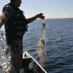 FERIADÃO: em fiscalização, PMA apreende 1 km de rede e solta 20 kg de peixes