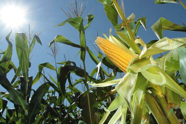 Plantio da segunda safra de milho termina e indica nova estimativa de produção em MS