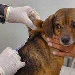 CCZ conclui vacinação de cães e gatos na área urbana e faz mutirão na área rural