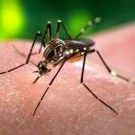Mais de 100 gestantes são confirmadas com virus Zika em MS