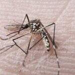 OMS confirma relação entre zika e microcefalia