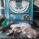 PMA prende homem com carne de jacaré e pescado ilegal em ônibus na BR 262