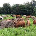 UEMS realiza leilão de 87 cabeças de gado avaliadas em R$ 80 mil