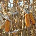 Chuva pode atrasar colheita de milho na área central e sul de MS
