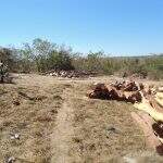 Produtor rural é multado em mais de R$ 100 mil por desmatamento