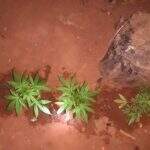 ‘Tiozinho da maconha’ é preso com plantação nos fundos de casa em MS