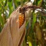 Colheita de milho já chega a metade das lavouras de MS