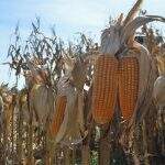 Colheita de milho avança em MS e alcança 38% das lavouras