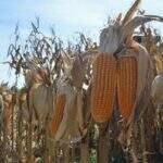 Colheita do milho 2ª safra termina em 20 dias no Estado