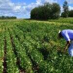 Venda antecipada da safra de soja já chega a 20% em MS