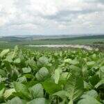 Alavancada no preço do fertilizante aumenta custo de produção da soja em MS