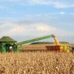 Colheita do milho deve ter queda de 31% com relação a 2015