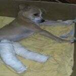 ONG pede ajuda para cachorrinho ferido em atropelamento