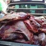 Polícia surpreende comerciante descarregando carne clandestina em mercado