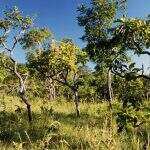 Aprovados planos de controle do desmatamento do Cerrado até 2020