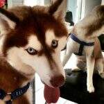 Perfil de cachorro ‘cuiabano’ bomba no Instagram com fotos bem humoradas