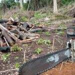 Dez maiores multas por desmatamento somam R$ 260 milhões, afirma Greenpeace