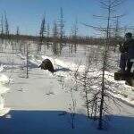 Rússia investiga vídeo de urso atropelado várias vezes por caminhões