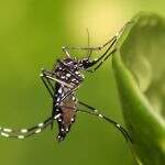 Governo vai investir R$ 2 bilhões para combater Aedes aegypti, diz Edinho Silva