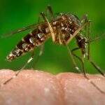 Projeto cultural ajuda no combate ao mosquito transmissor da dengue e do Zika