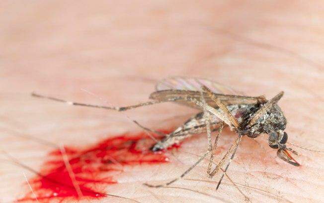 Pelo menos 12 grupos pesquisam vacina contra o zika, segundo OMS