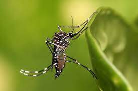 RS suspende uso de larvicida Pyriproxyfen no combate ao mosquito Aedes
