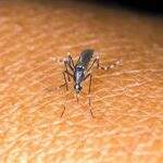 Grávidas devem cuidar relações com risco de transmissão sexual da Zika
