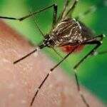 MEC quer mobilizar escolas e universidades no combate ao Aedes aegypti