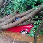 ‘Cidade de açúcar’: árvore cai e ‘engole’ veículo durante chuva