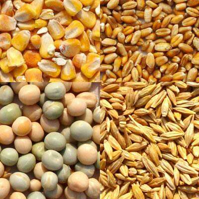 Preço do milho segue estável nesta quarta-feira