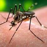 Especialista afirma que transmissão de Zika por doação de sangue é rara