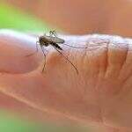 EUA vão testar vacina contra o Zika em humanos antes do fim do ano