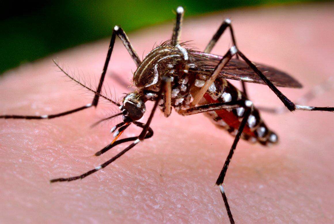 Brasil e Estados Unidos farão estudo sobre microcefalia associada ao Zika